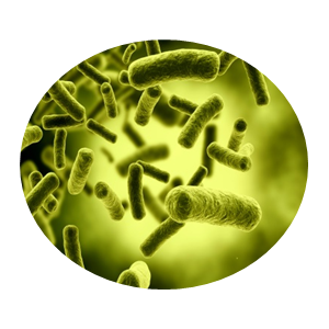 Bacteria PNG-43361